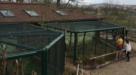Oplotili jsme pavilon drápkatých opic v ZOO Plzeň