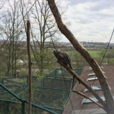 Oplotili jsme pavilon drápkatých opic v ZOO Plzeň