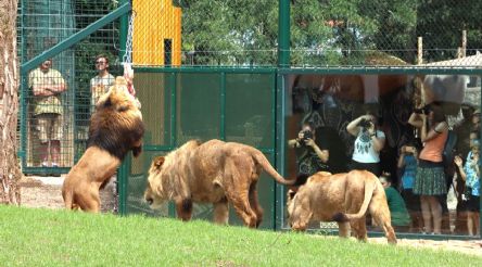 Oplocení Expozice pro Lvy Berberské - ZOO Plzeň