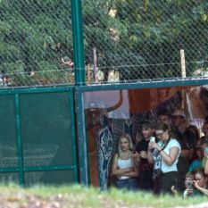 Oplocení Expozice pro Lvy Berberské - ZOO Plzeň
