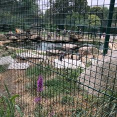 Oplocení Plameňáků - ZOO Plzeň