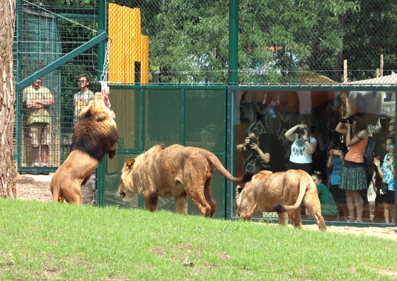 Oplocení Expozice pro Lvy Berberské - ZOO Plzeň